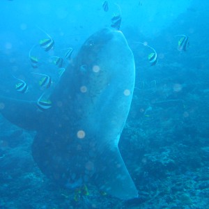 Mola Mola - Aurinkokala