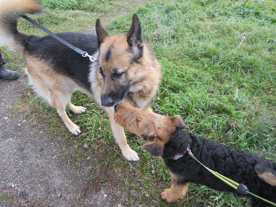 Airedalenterrieri "Red"