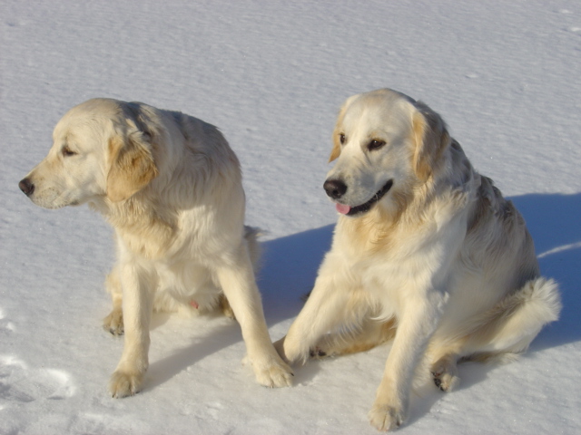 Jalo ja paras Kamu Leevi