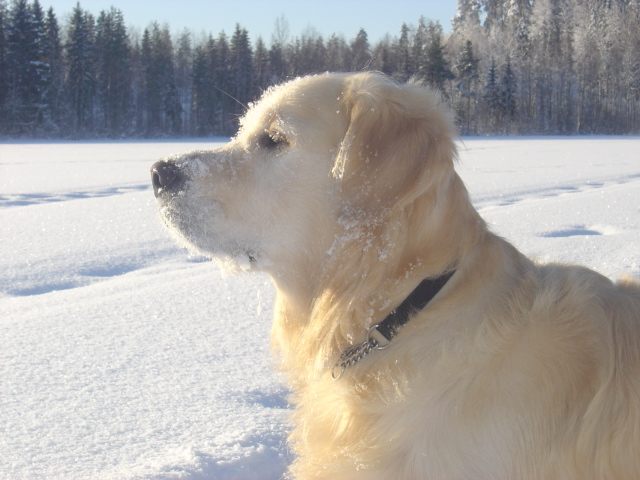 Jalo poseeraa mammalle