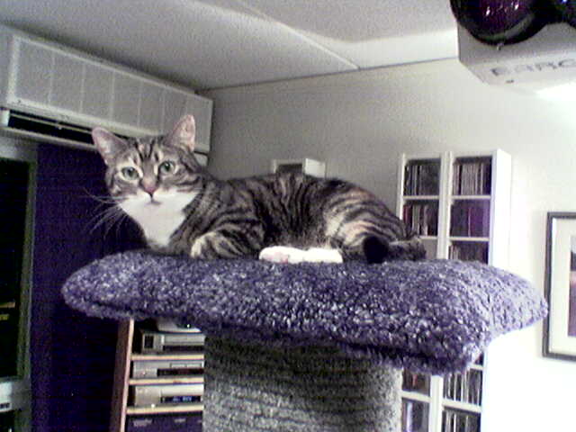 Kissa kiipeilypuussa