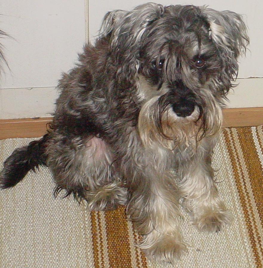 Kusti kaipaa parturia.