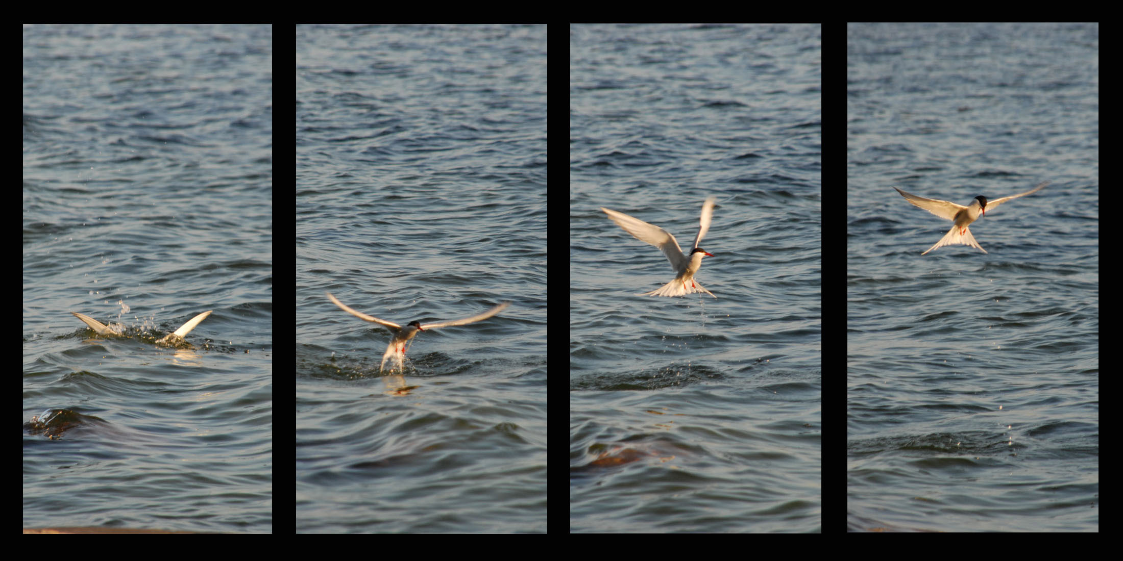 Merellä 10.6., auringon laskiessa