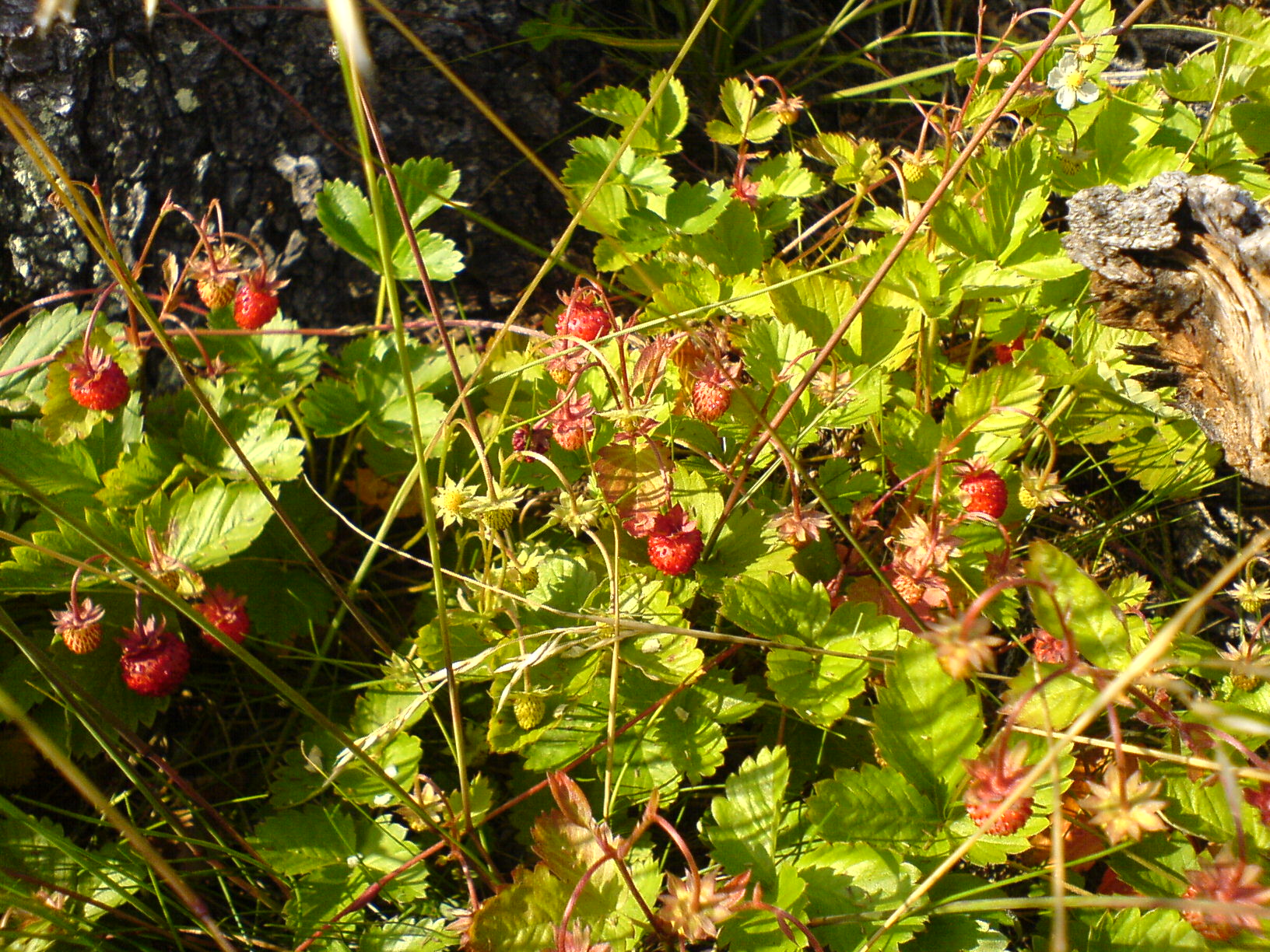 Metsämansikoita, nam!