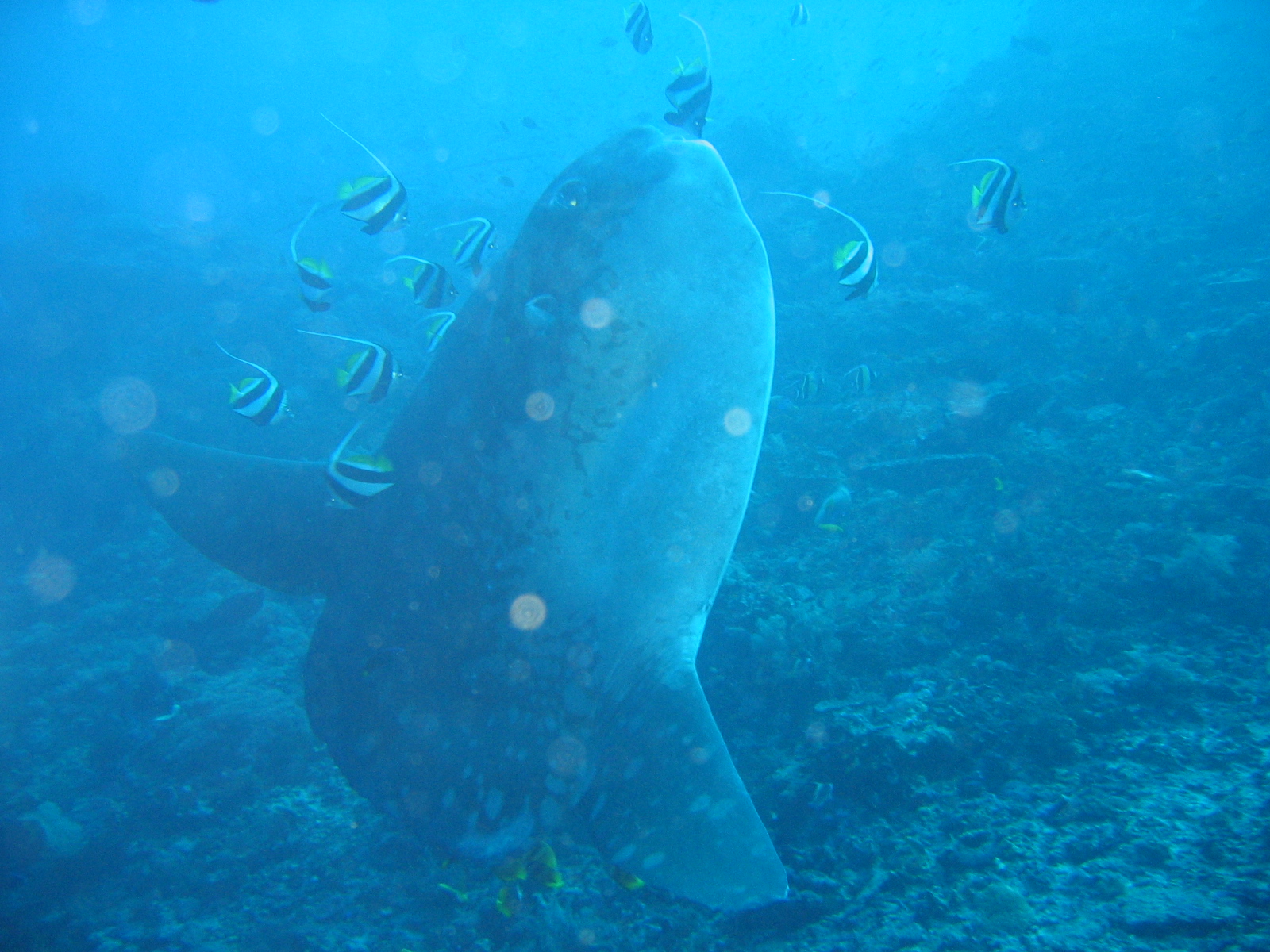 Mola Mola - Aurinkokala