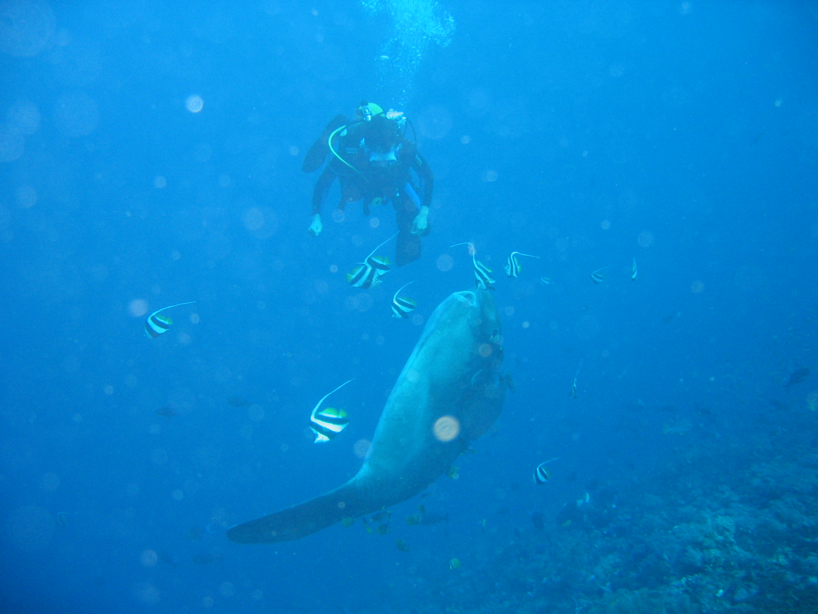 Mola Mola - Aurinkokala