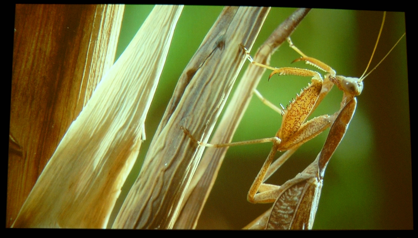PLV-Z3_Shotti_1_-_Alien_Insect_Praying_Mantis_HD_720p