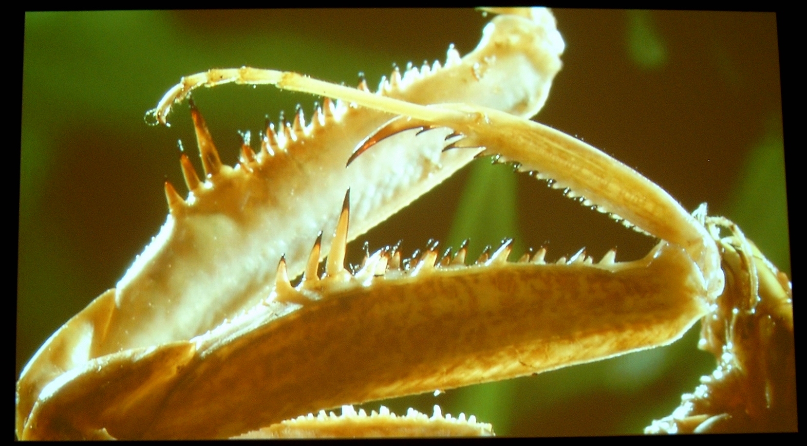 PLV-Z3_Shotti_3_-_Alien_Insect_Praying_Mantis_HD_720p