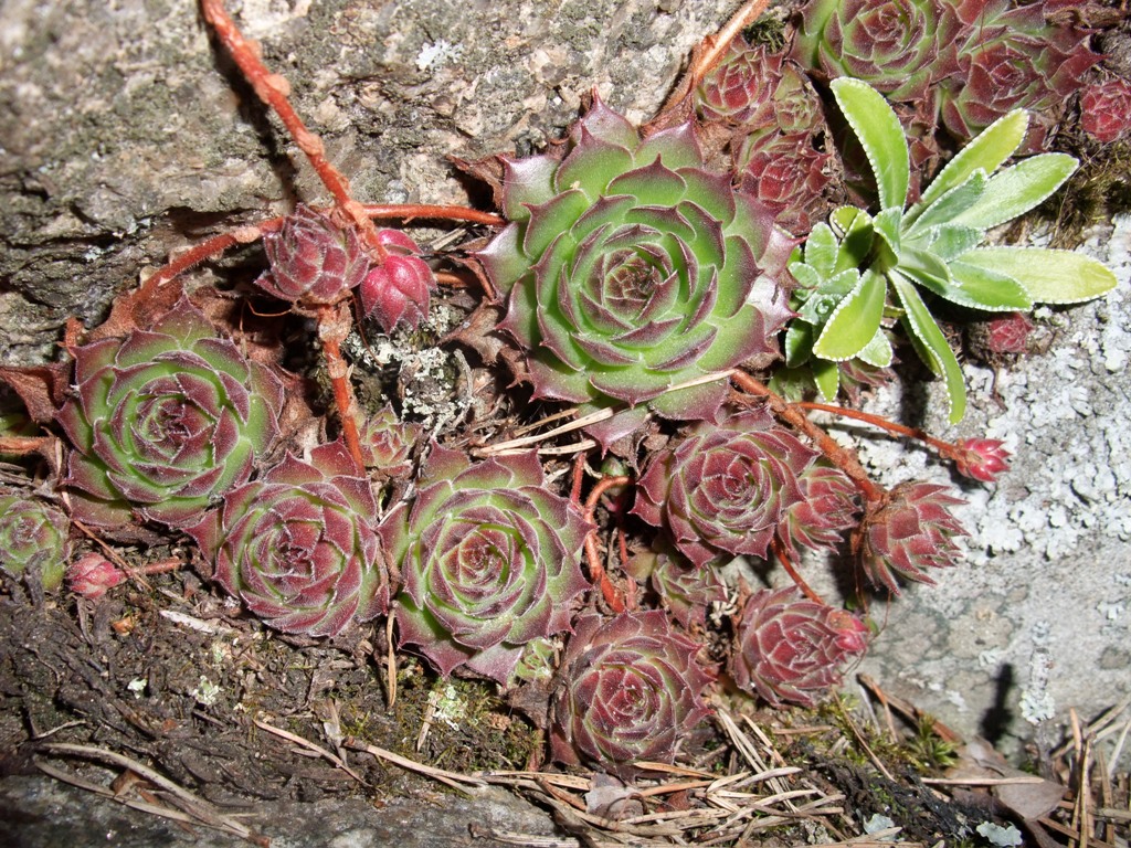 Something groving in the yard