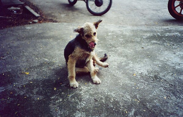 straydog bangkokissa