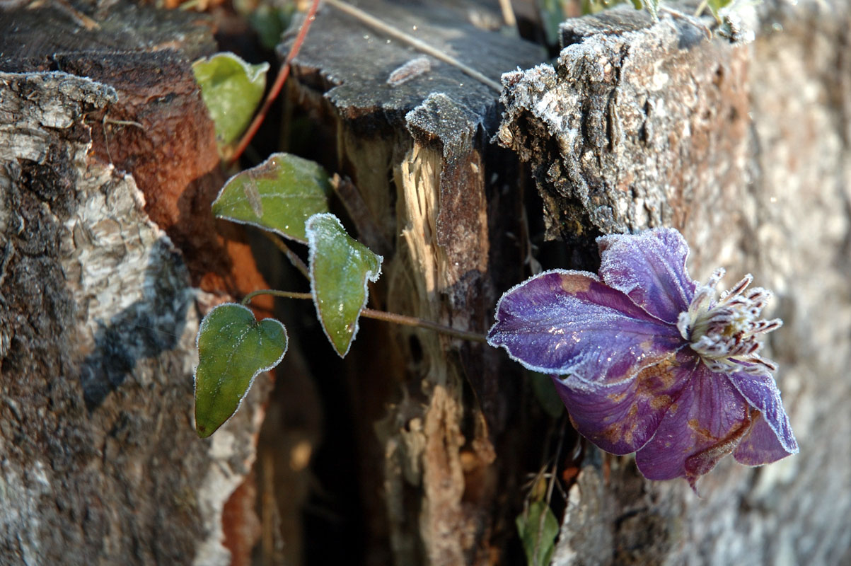 Syksyn aamupakkasten satoa
