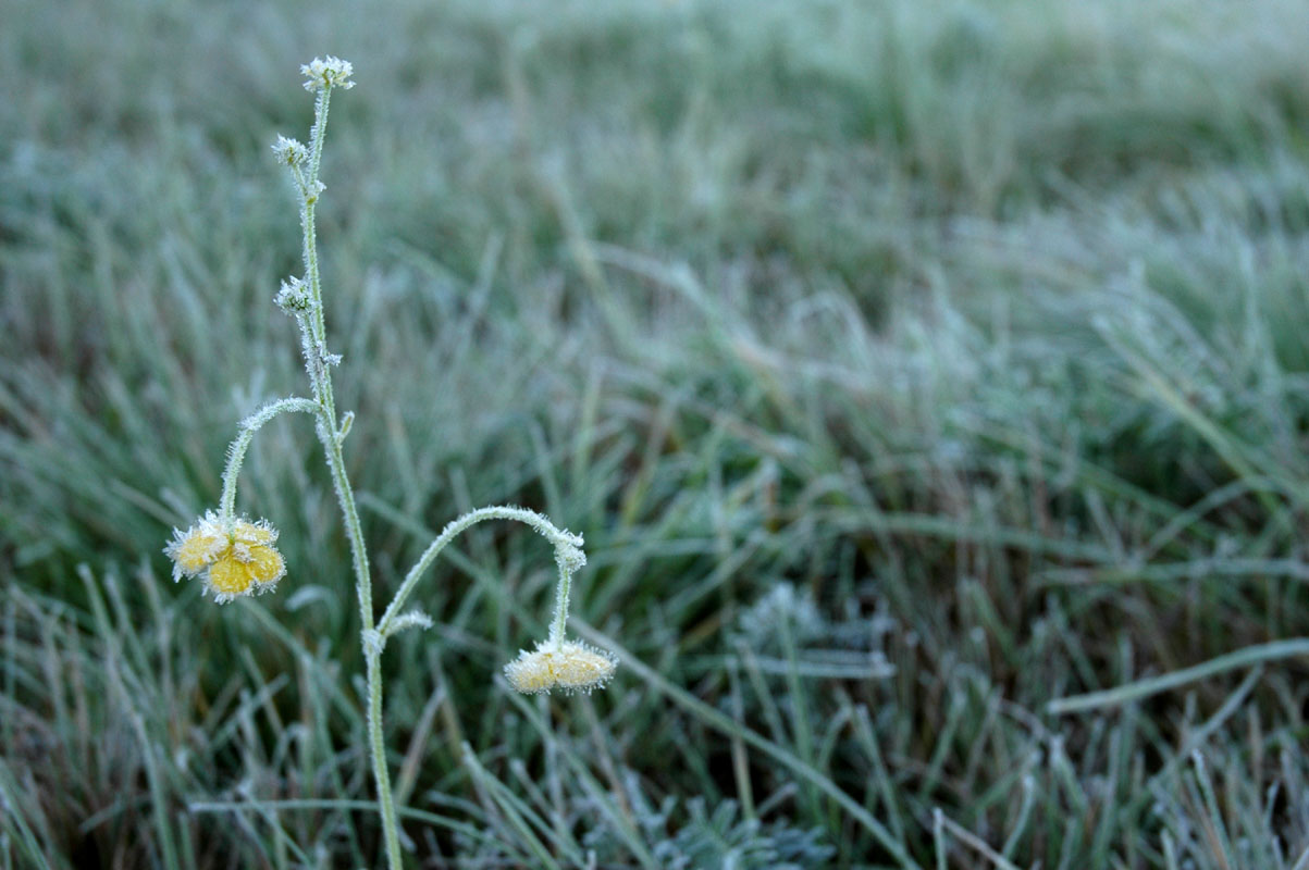 Syksyn satoa edelleen