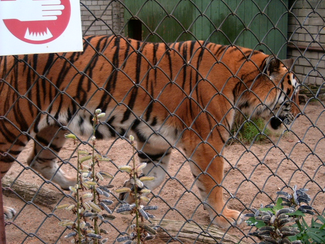 Tallinnan "korkeasaari"