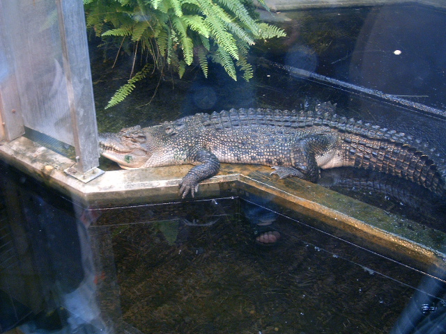 Tallinnan "korkeasaari"